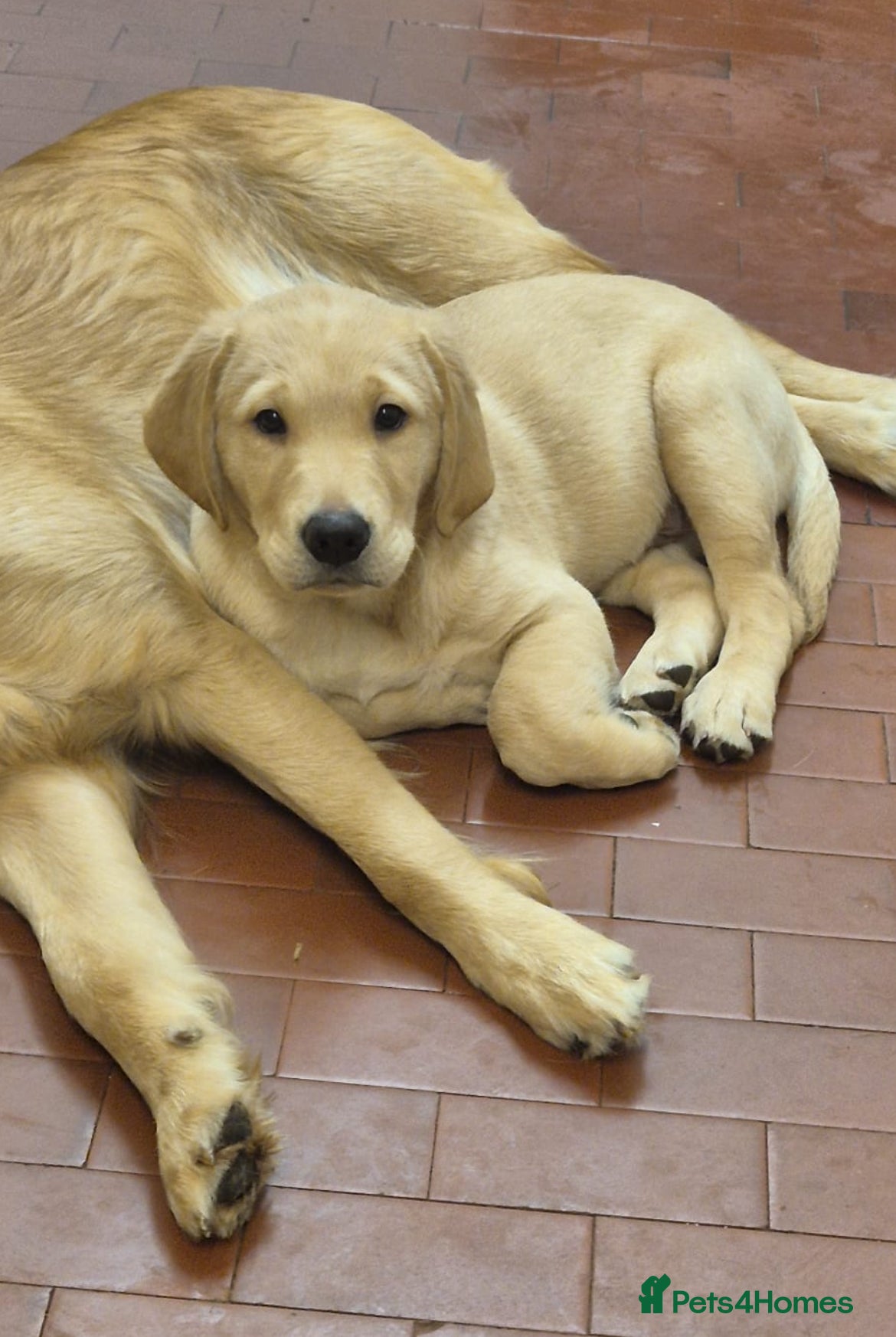 Goldador dogs 2 Golden Labrador male Pups  - Advert 15