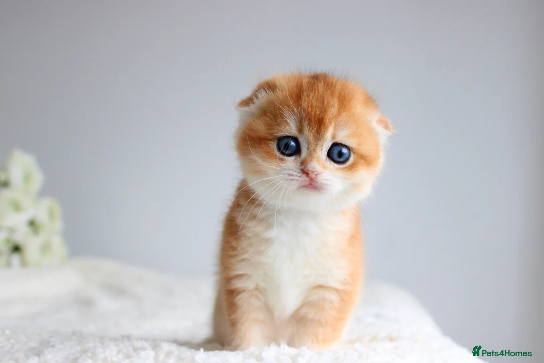 Scottish Fold cats for sale: Rare & Exclusive Golden Chinchilla Babies  - Advert 2