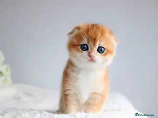 Scottish Fold cats Rare & Exclusive Golden Chinchilla Babies - Advert 2