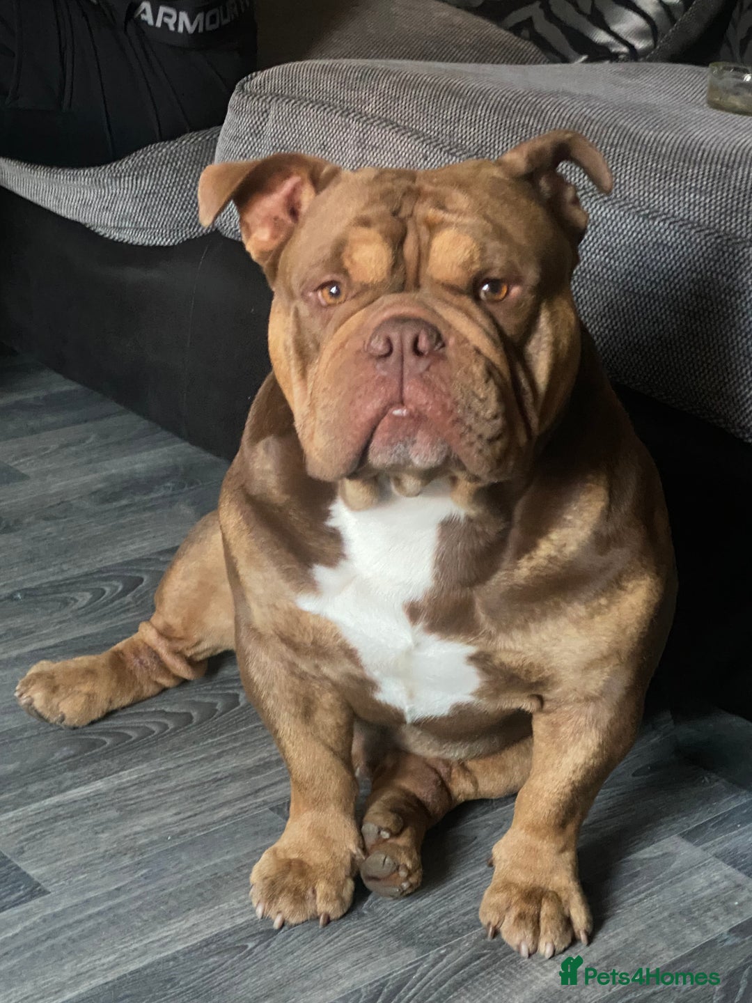 English Bulldog dogs for sale: Exotic English bulldog  - Advert 5