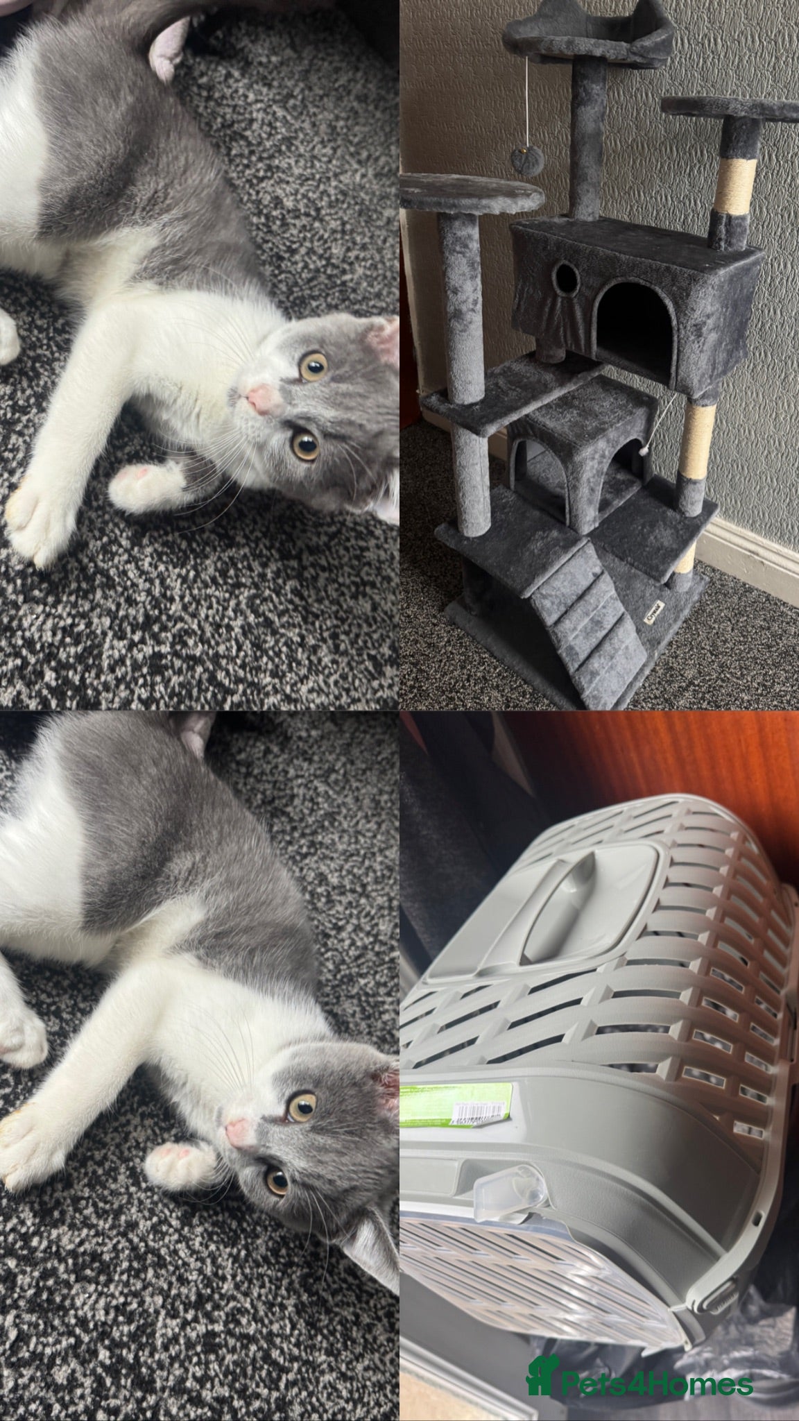 Mixed Breed cats Grey and white kitten - Advert 1