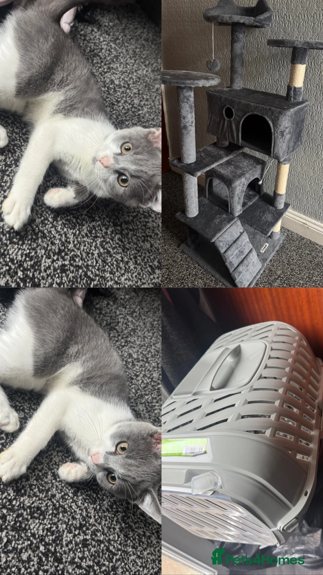 Mixed Breed cats for sale: Grey and white kitten - Advert 1