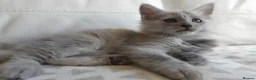 Maine Coon cats for sale: TICA REGISTERED GORGEOUS MAINE COONKITTENS - Advert 15