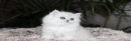 Persian cats for sale: Stunning Chinchilla Persian Kittens-Ready to go 💕 - Advert 10