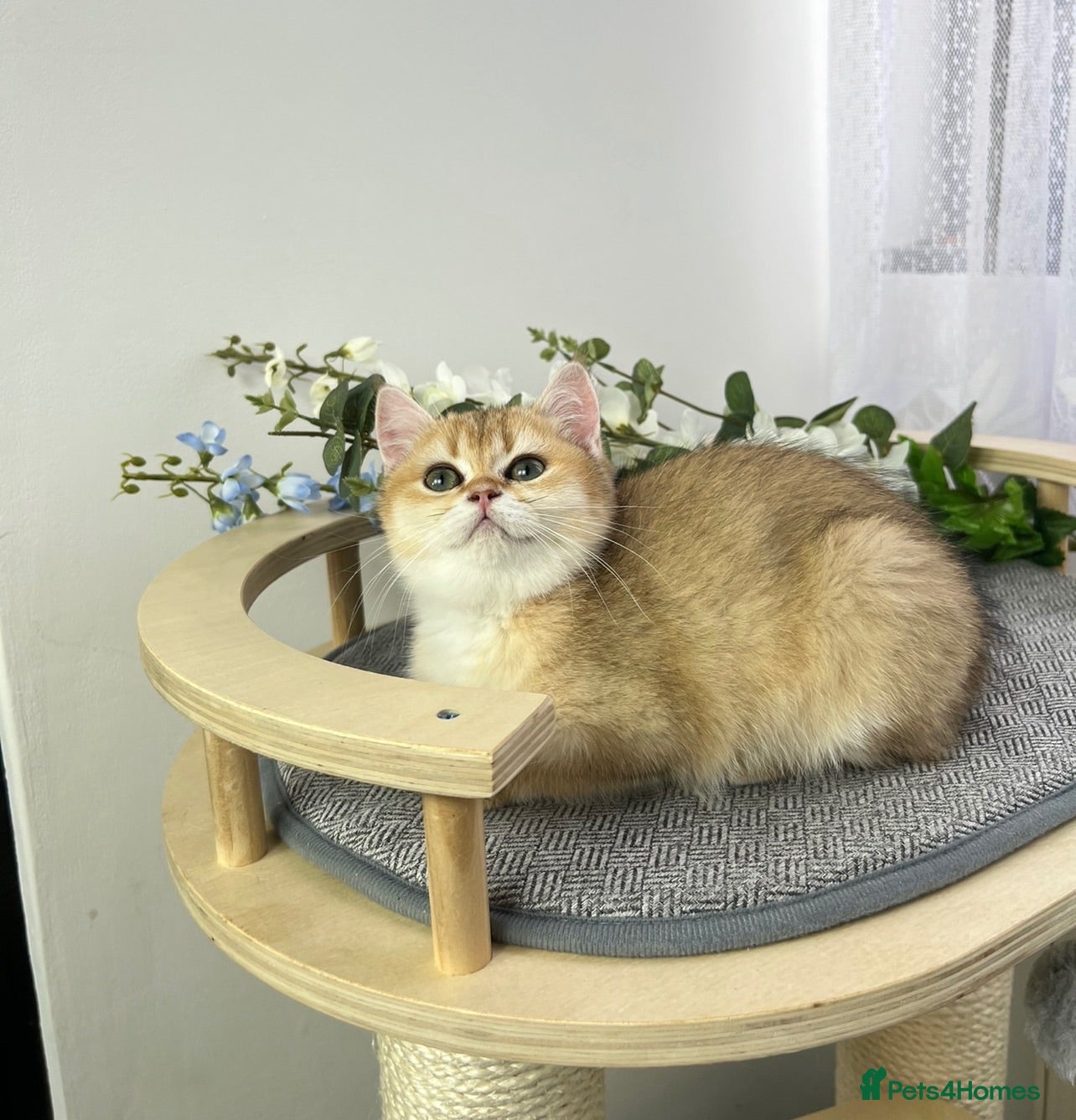 British Shorthair cats Beautiful Golden British Shorthair Kittens - Advert 2