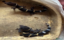 Gecko reptiles for sale: Crested and Chinese Cave Geckos - Image 1