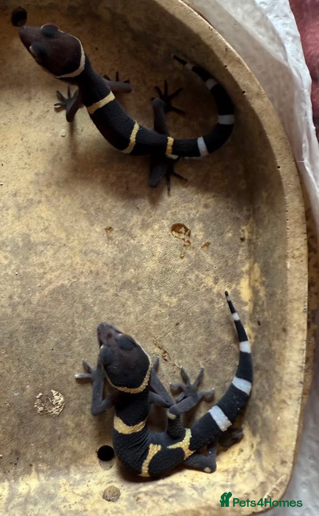 Gecko reptiles for sale: Crested and Chinese Cave Geckos - Image 1