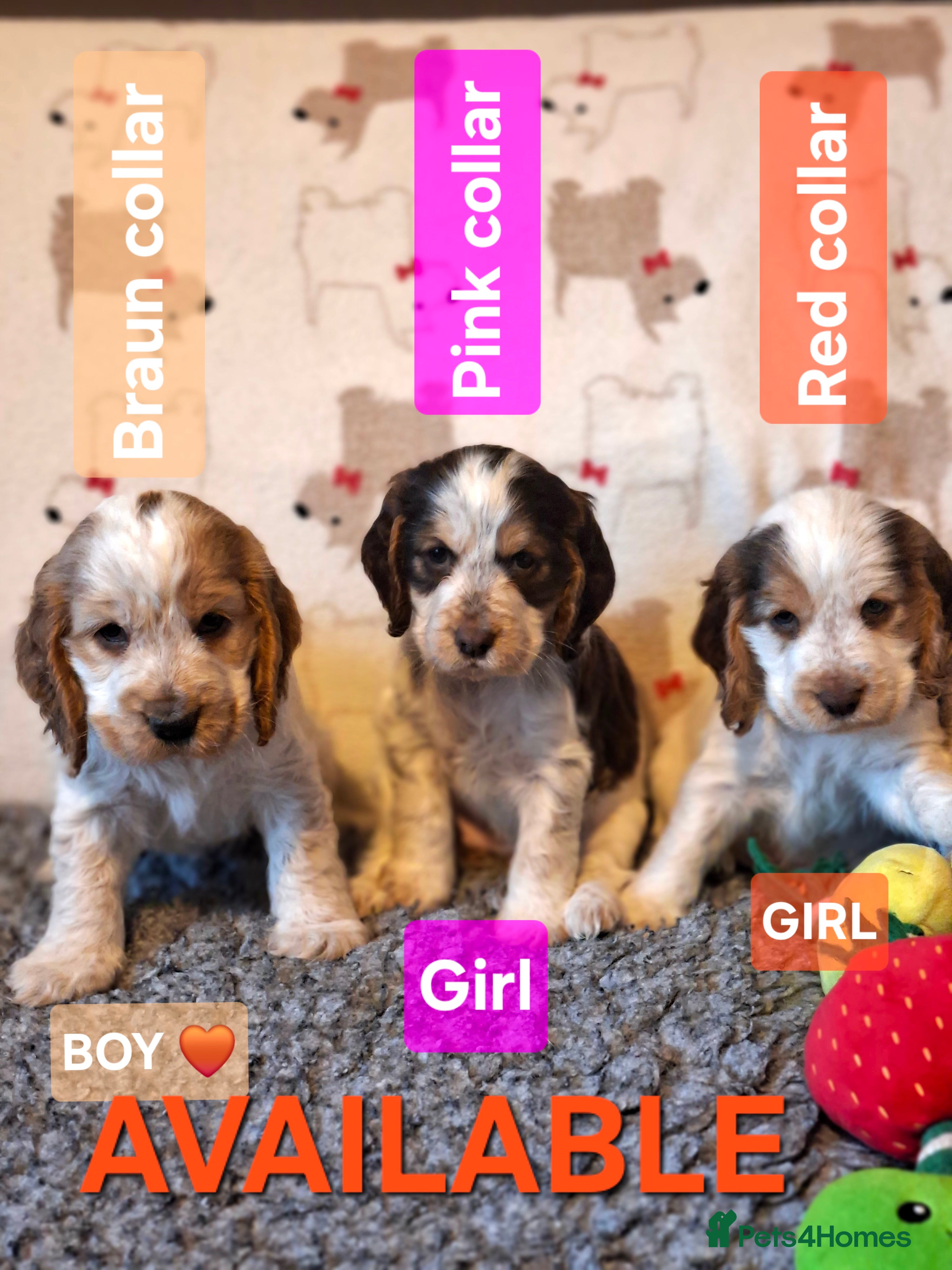 Cocker Spaniel dogs KC Registered Stunning Show tipe cocker spaniel  - Advert 14