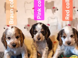 Cocker Spaniel dogs KC Registered Stunning Show tipe cocker spaniel - Advert 14