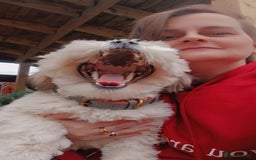 Lhasa Apso dogs for stud: Oakendshade King Goldenelm  - Image 4