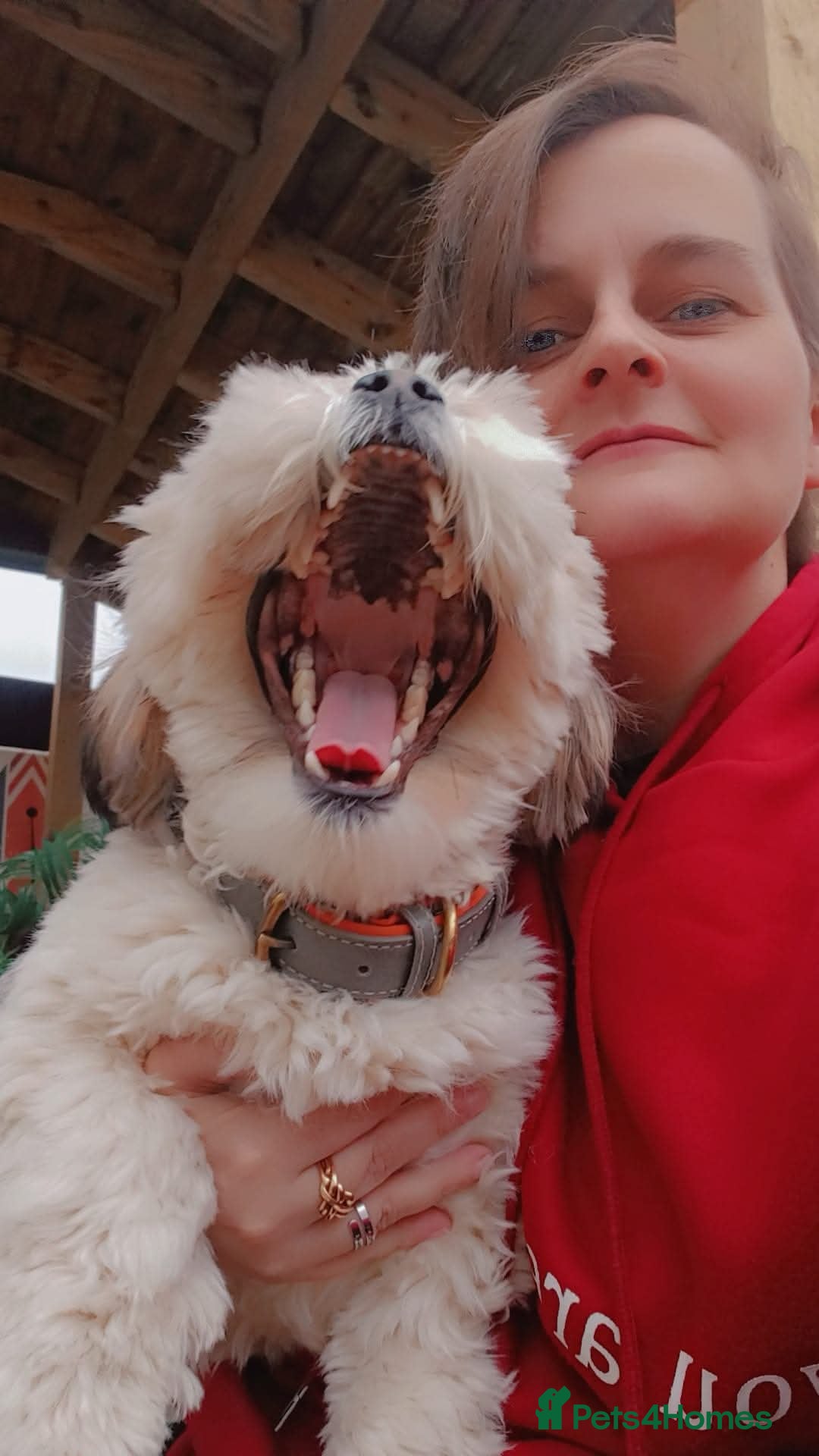 Lhasa Apso dogs for stud: Oakendshade King Goldenelm  - Image 4