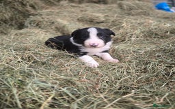 Border Collie dogs for sale: ISDS Registered Border Collie Puppies - Image 2