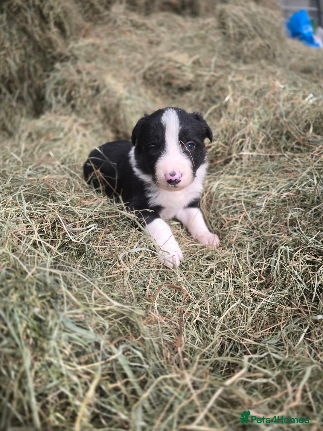 Border Collie dogs for sale: ISDS Registered Border Collie Puppies - Image 2