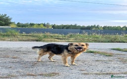 Mixed Breed dogs for adoption: 💖🐶 CHIKA 🐶💖 - Image 16