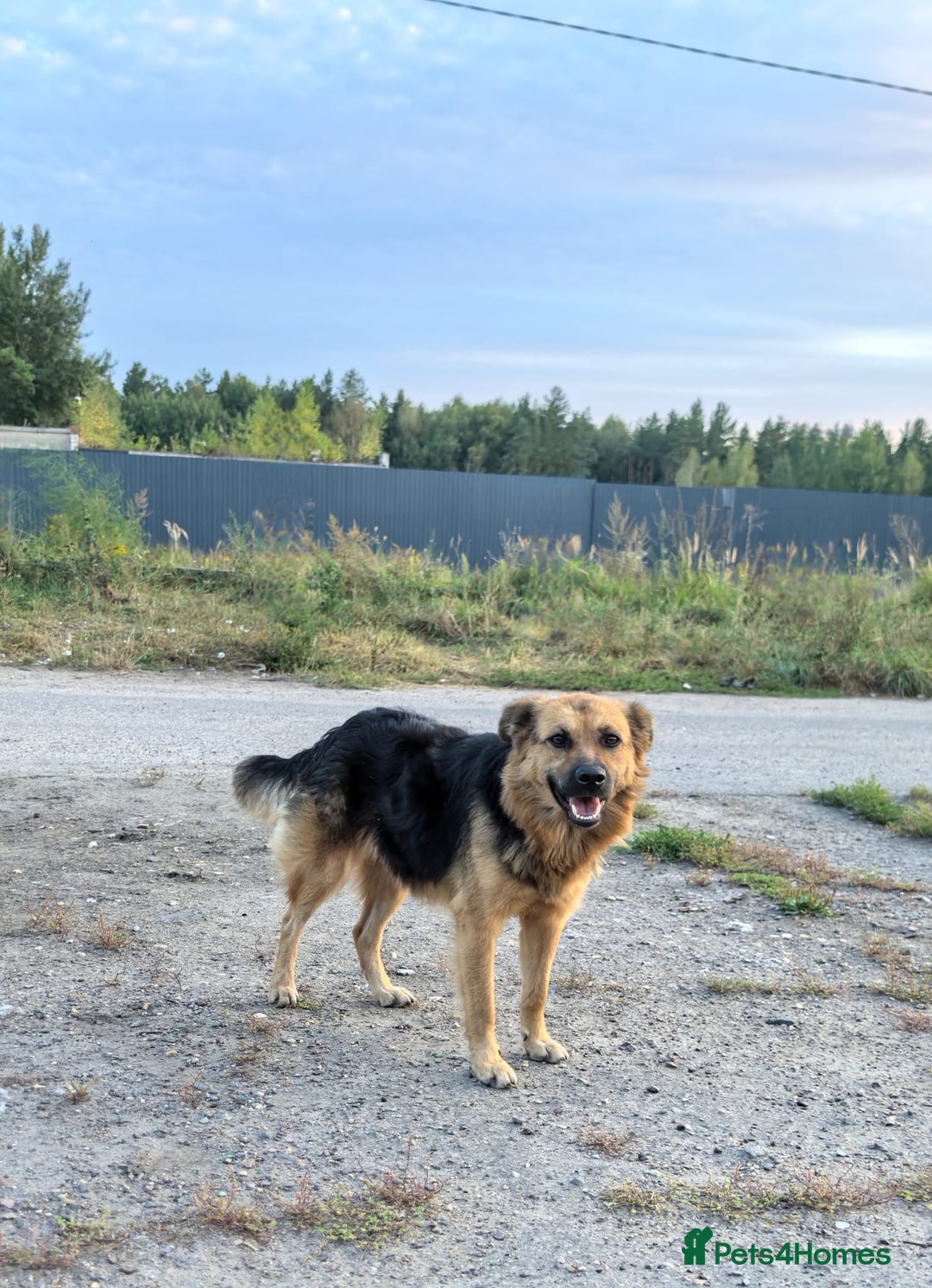 Mixed Breed dogs for adoption: 💖🐶 CHIKA 🐶💖 - Image 16