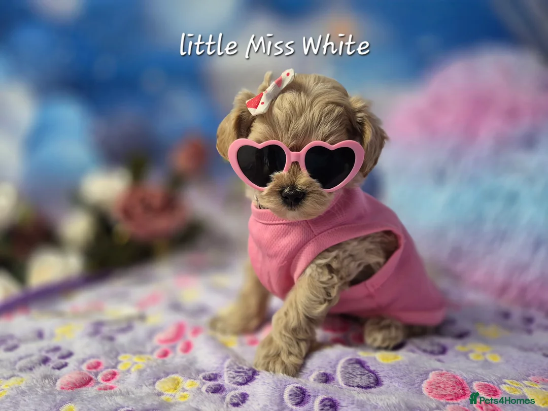 Maltipoo dogs for sale: Stunning Toy F1 Apricot & Cream maltipoo's - Advert 7