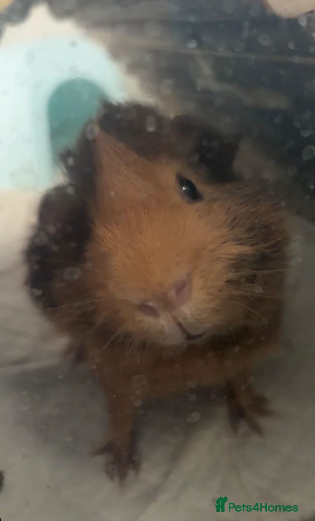 Guinea Pig rodents for sale: Ginger guinea pig in Loughborough - Advert 2