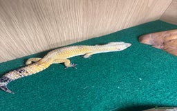 Gecko reptiles for sale: Leopard Gekko - Image 1