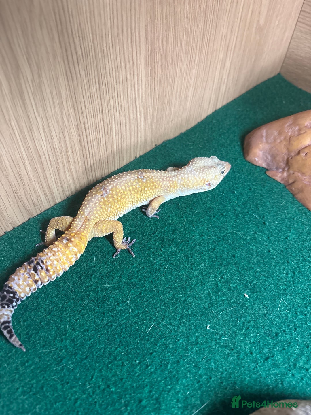 Gecko reptiles for sale: Leopard Gekko - Image 1