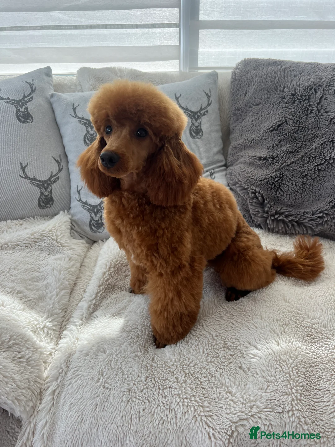 Miniature Poodle dogs for stud: Miniature red poodle stud  in Maidstone - Advert 3