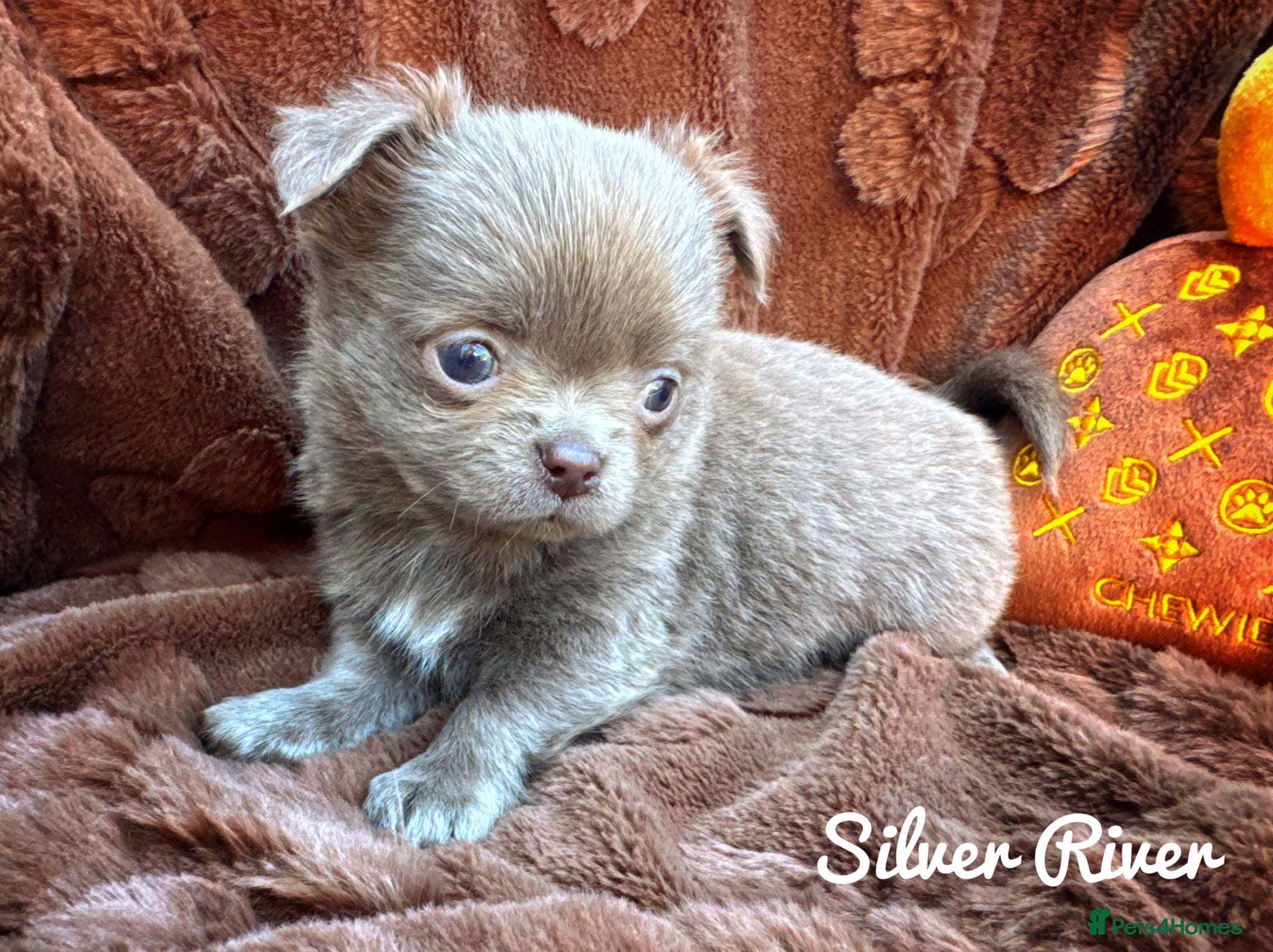 Chihuahua dogs KC chocolate and lilac long coat quality puppies  - Advert 2