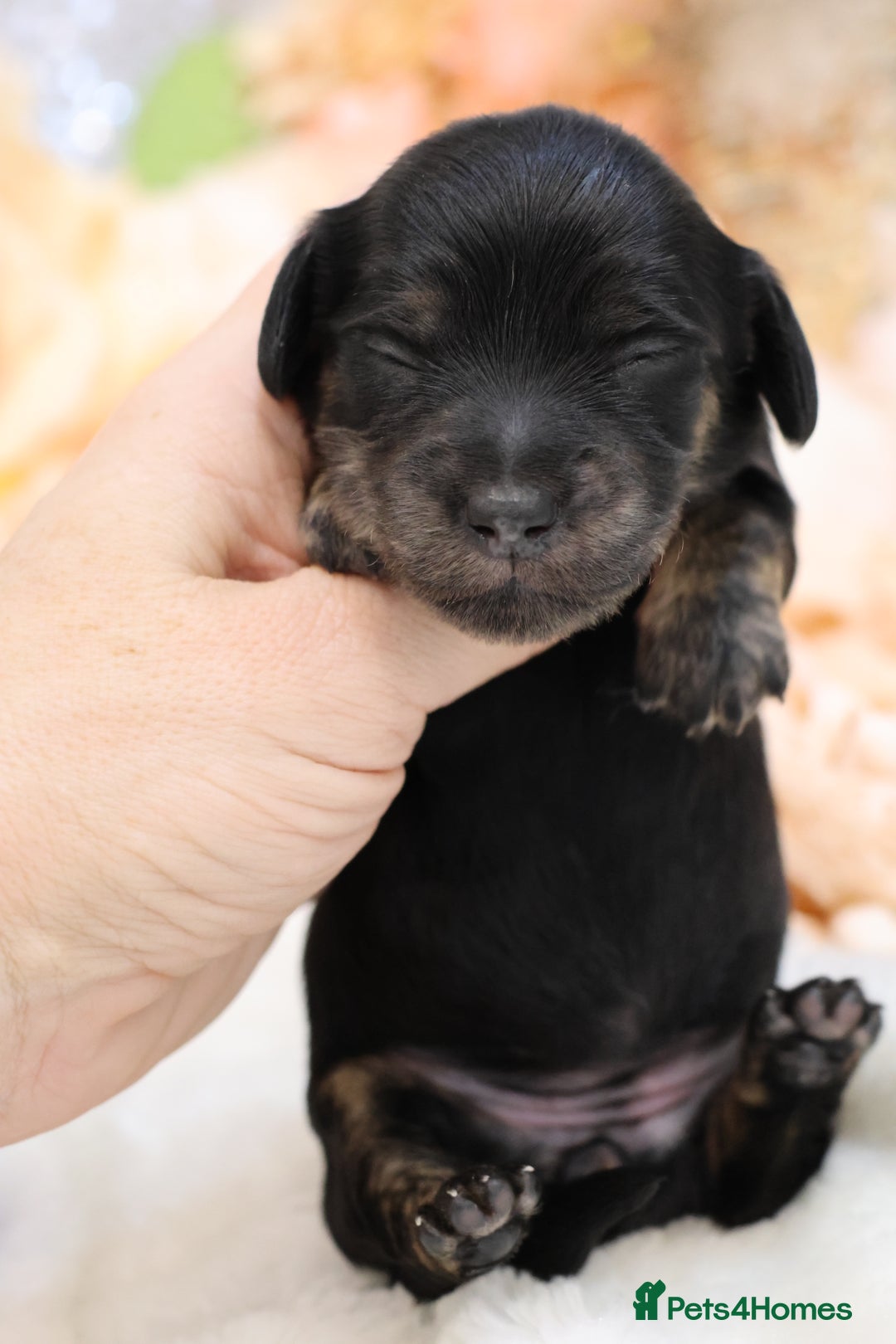 Miniature Dachshund dogs for sale: KC Miniature Dachshund Longhair Puppies - Advert 8