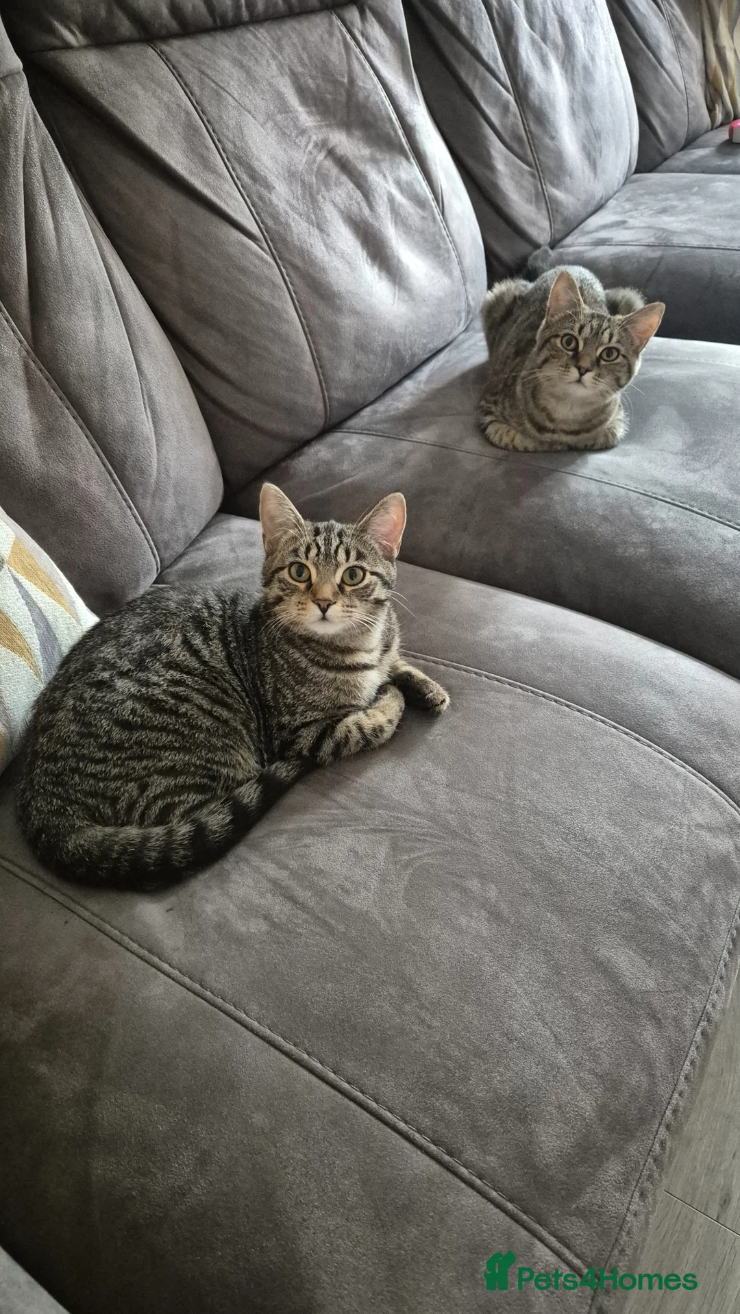 Mixed Breed cats for sale: Willow and misty  - Advert 5