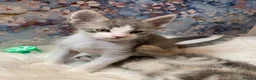 Maine Coon cats for sale: Maine Coon x Persian/Ragdoll Mix - Advert 22