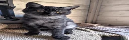 British Shorthair cats for sale: British Shorthair Kittens Ready To Go - Advert 8