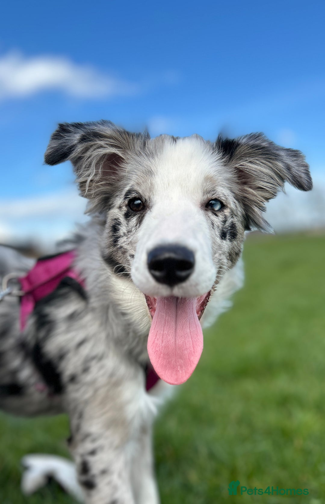 Border Collie dogs for sale: 5⭐️breeder KC DNA tested champions border collie  - Advert 13