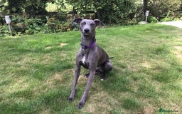 Whippet dogs for sale: Male Whippet puppy  - Image 3