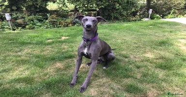 Whippet dogs - Advert 1