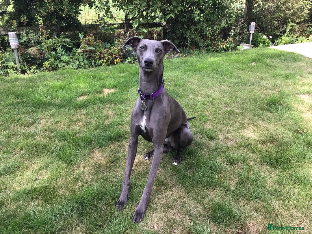 Whippet dogs for sale: Male Whippet puppy  - Image 3