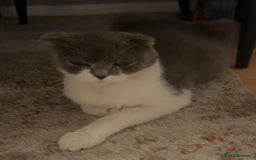 Scottish Fold cats for sale: Kittens  - Image 9