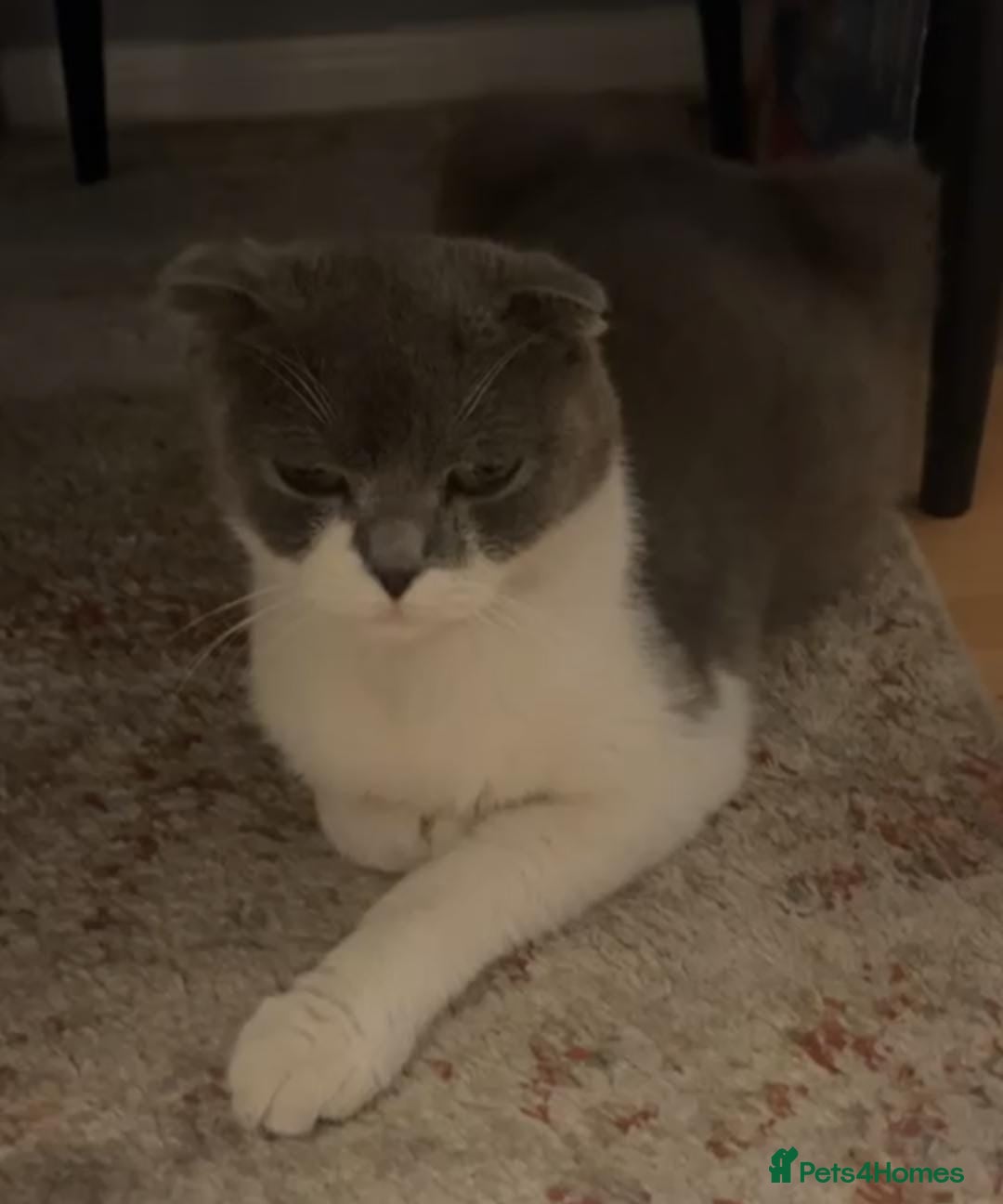 Scottish Fold cats for sale: Kittens  - Image 9