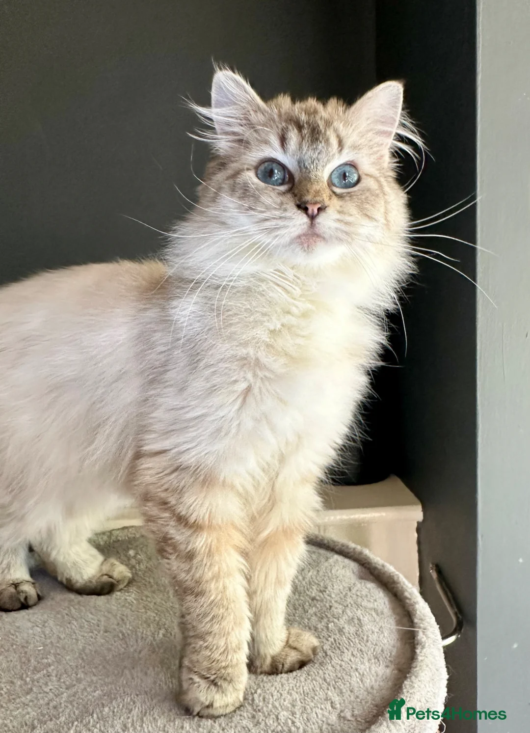 Ragdoll cats for sale: CHOCOLATE TABBY CP FEMALE KITTEN.  - Advert 23