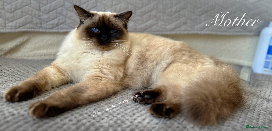 Ragdoll cats for sale: SEAL COLOURPOINT RAGDOLL  - Image 7