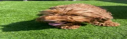 Cockapoo dogs for sale: beautiful cockapoo dog - Advert 4