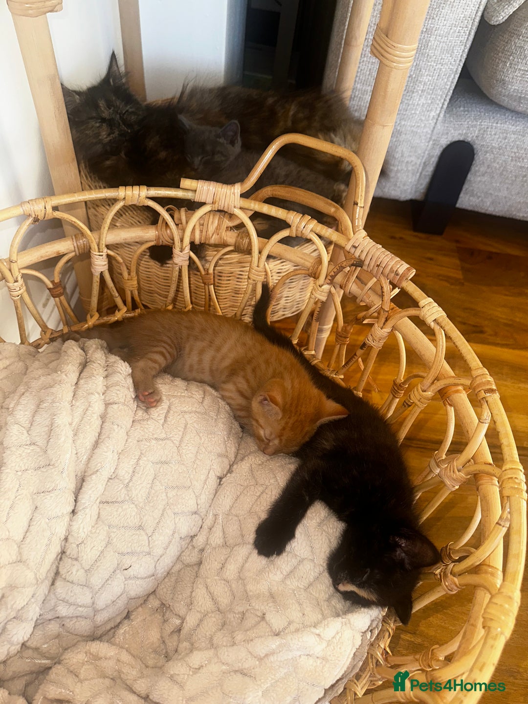 Mixed Breed cats for sale: 1 Ginger boy and 1 Tabby girl available  - Image 6