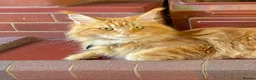 Maine Coon cats for sale: 2 Maine Coon Cats Seeking a Loving New Home - Advert 12