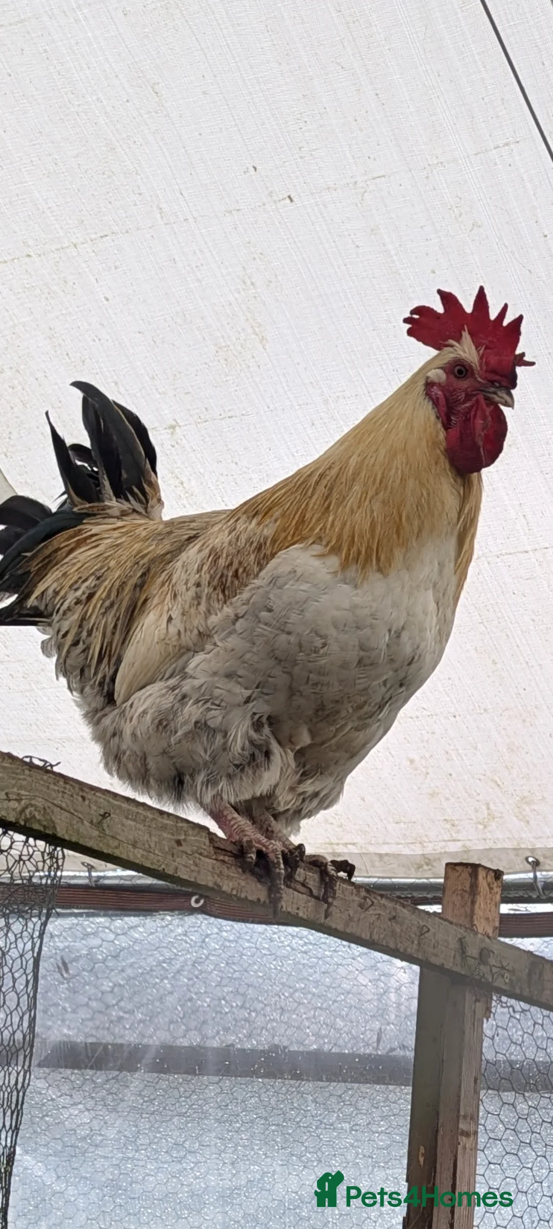 Mixed Breed poultry for sale: 2 Cockerels need new homes - Advert 3