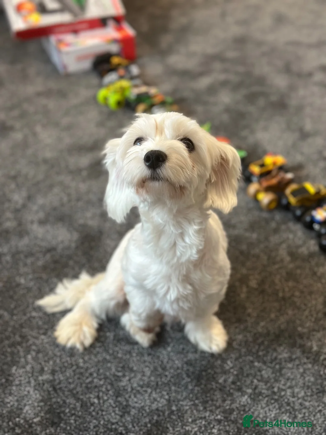 Bichon Frise dogs for sale: Bichon malteze with frese hybrid  in Milton Keynes - Advert 17