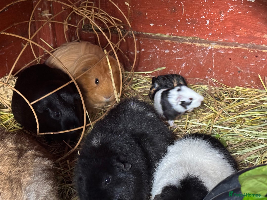 Guinea Pig rodents for sale: Guinea pigs  - Image 24