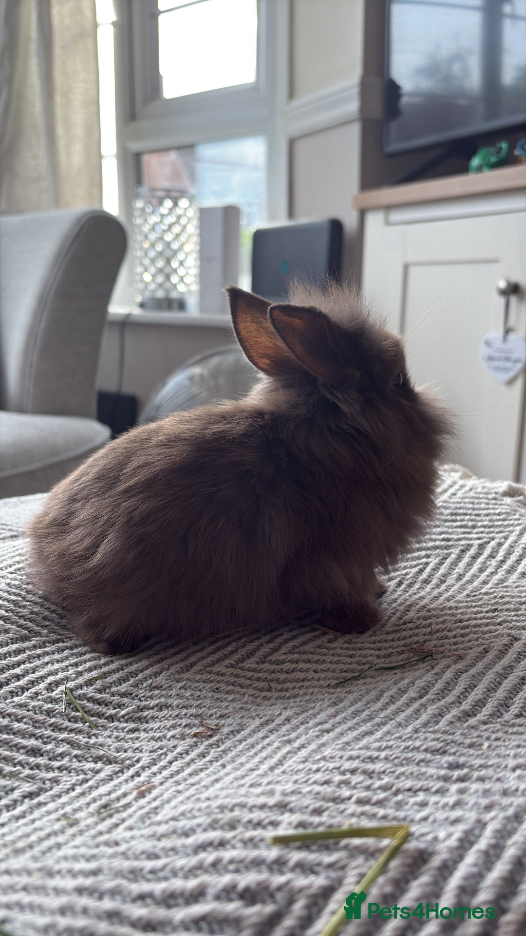 Mini Lion Lop rabbits for sale: Gorgeous Lion Mini lops - Image 5