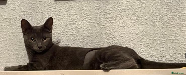 Mixed Breed cats Shelby - Advert 5