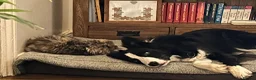 Border Collie dogs for sale: Male Border Collie  in Telford - Advert 2