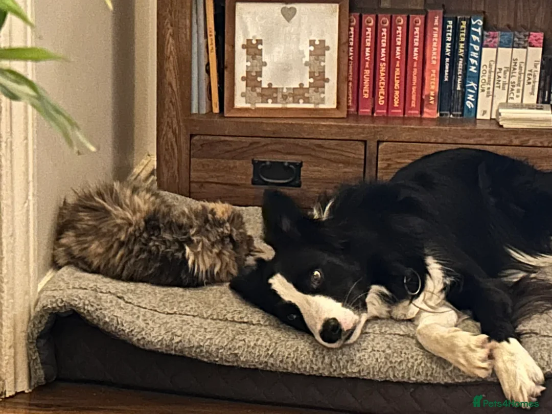 Border Collie dogs for sale: Male Border Collie  in Telford - Advert 2