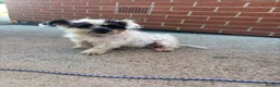 Maltese dogs for sale: maltese girl  - Advert 2