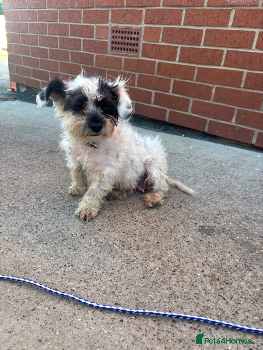 Maltese dogs for sale: maltese girl  - Advert 2