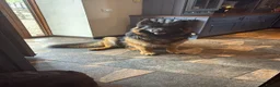 Sheprador dogs for sale: German shepherd cross lab puppies  - Advert 6